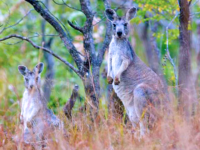 Grey Kangaroos Photo by Simon Thompson